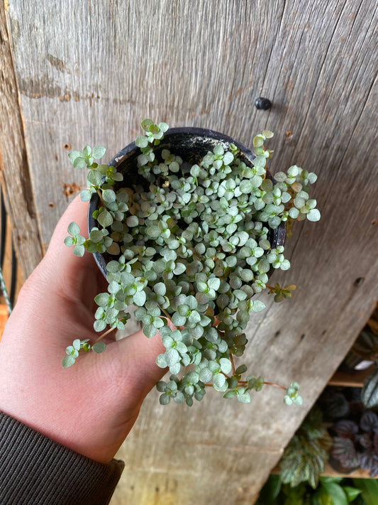3.5" Pilea Aquamarine