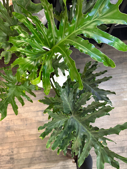 10" Philodendron Selloum Hope