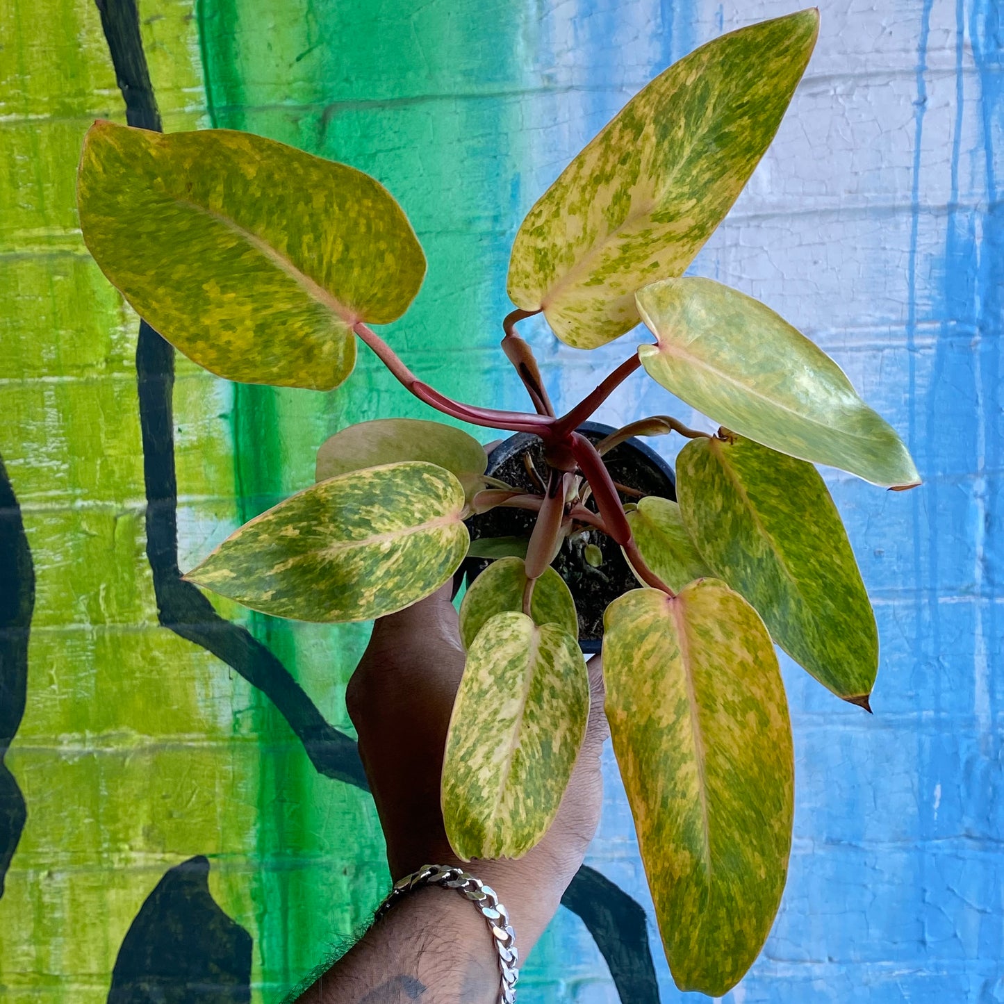 3.5” Philodendron Painted Lady