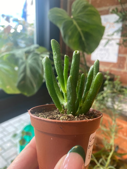 Crassula Ovata "Hobbit Jade"