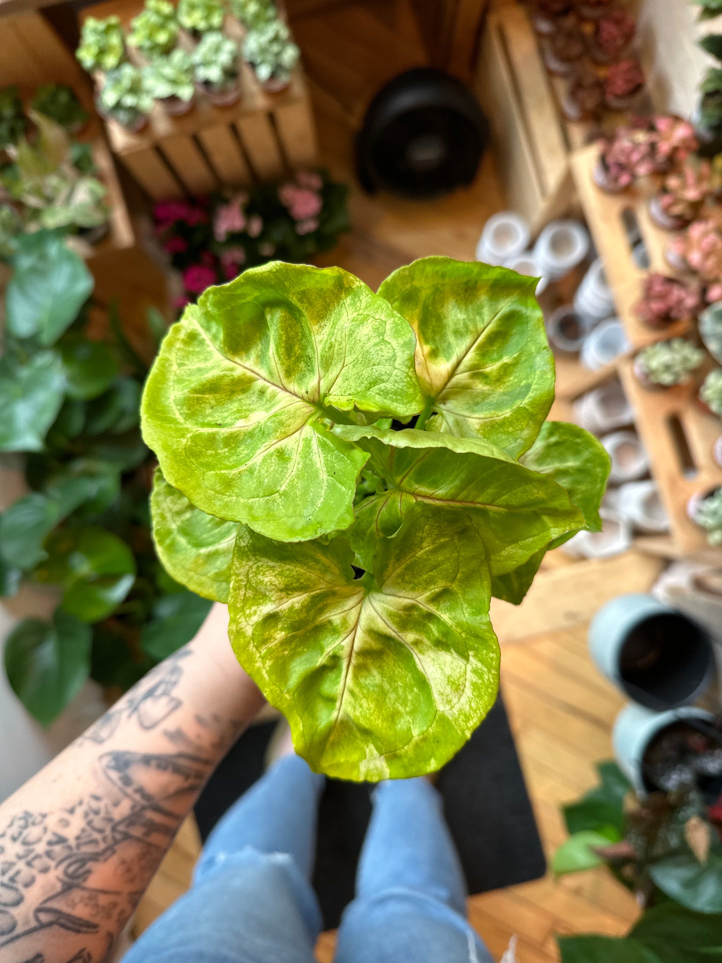 4" Syngonium Kiwi Delight