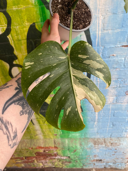 6” Monstera Thai Constellation