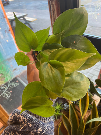 3.5" Philodendron Cordatum