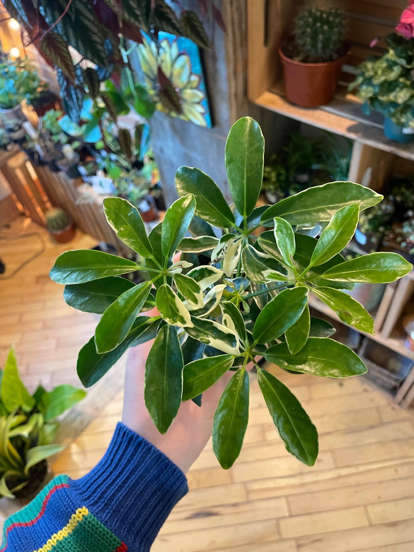 3.5" Schefflera Arboricola Ivory