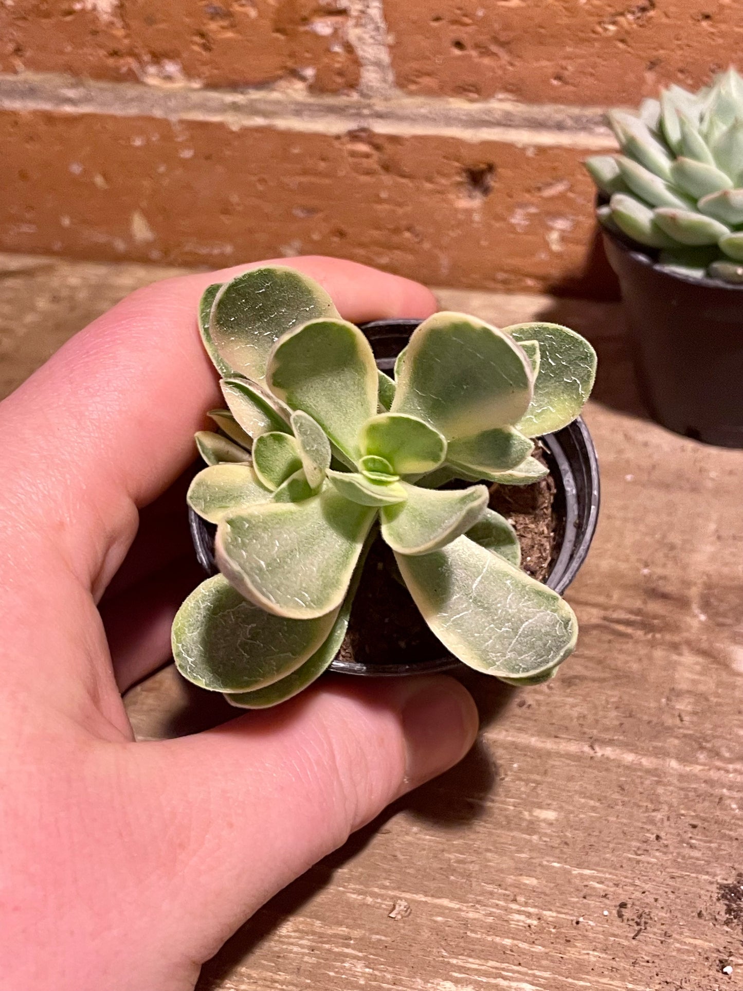 2.5" Crassula Ovata Variegata