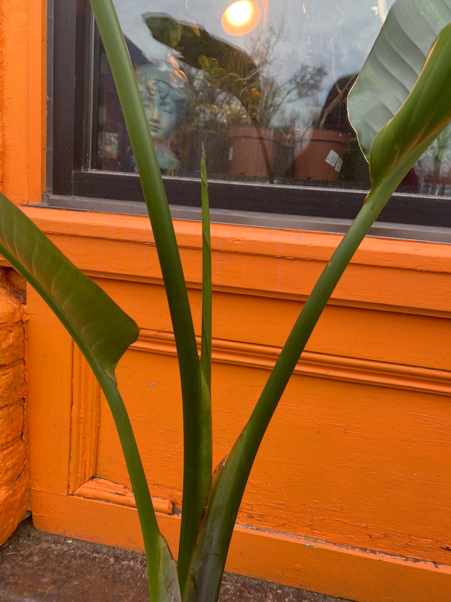10" Strelitzia Nicolai | White Bird Of Paradise