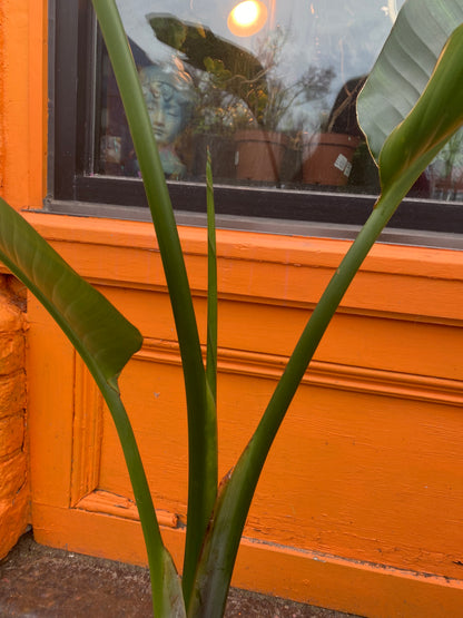 10" Strelitzia Nicolai | White Bird Of Paradise