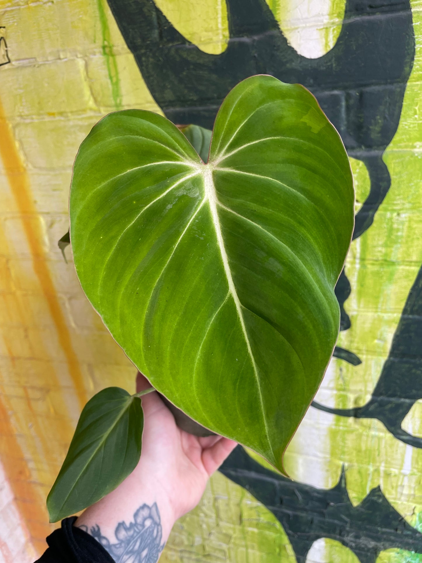 6" Philodendron Gloriosum