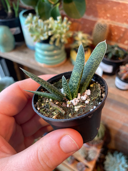 2.5" Gasteria Gracilis