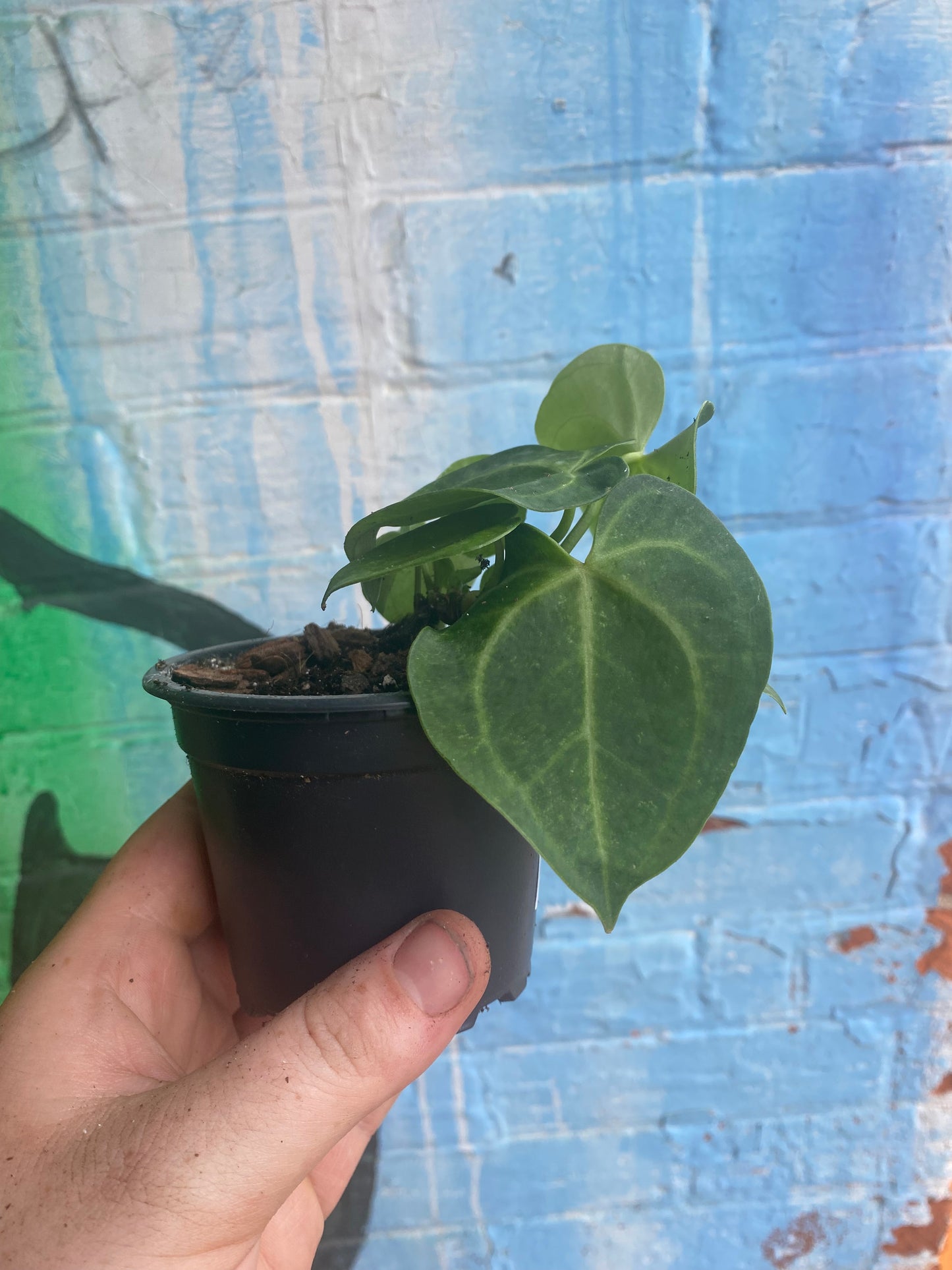 3.5" Anthurium Clarinervium