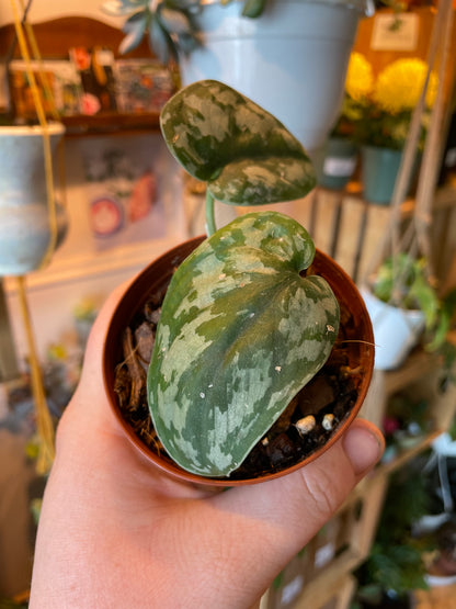 3" Scindapsus Pictus Exotica