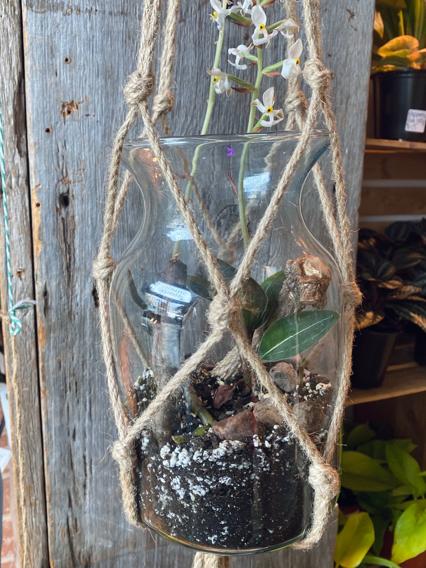 Hanging Ludisia Discolor Terrarium