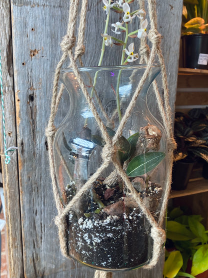 Hanging Ludisia Discolor Terrarium