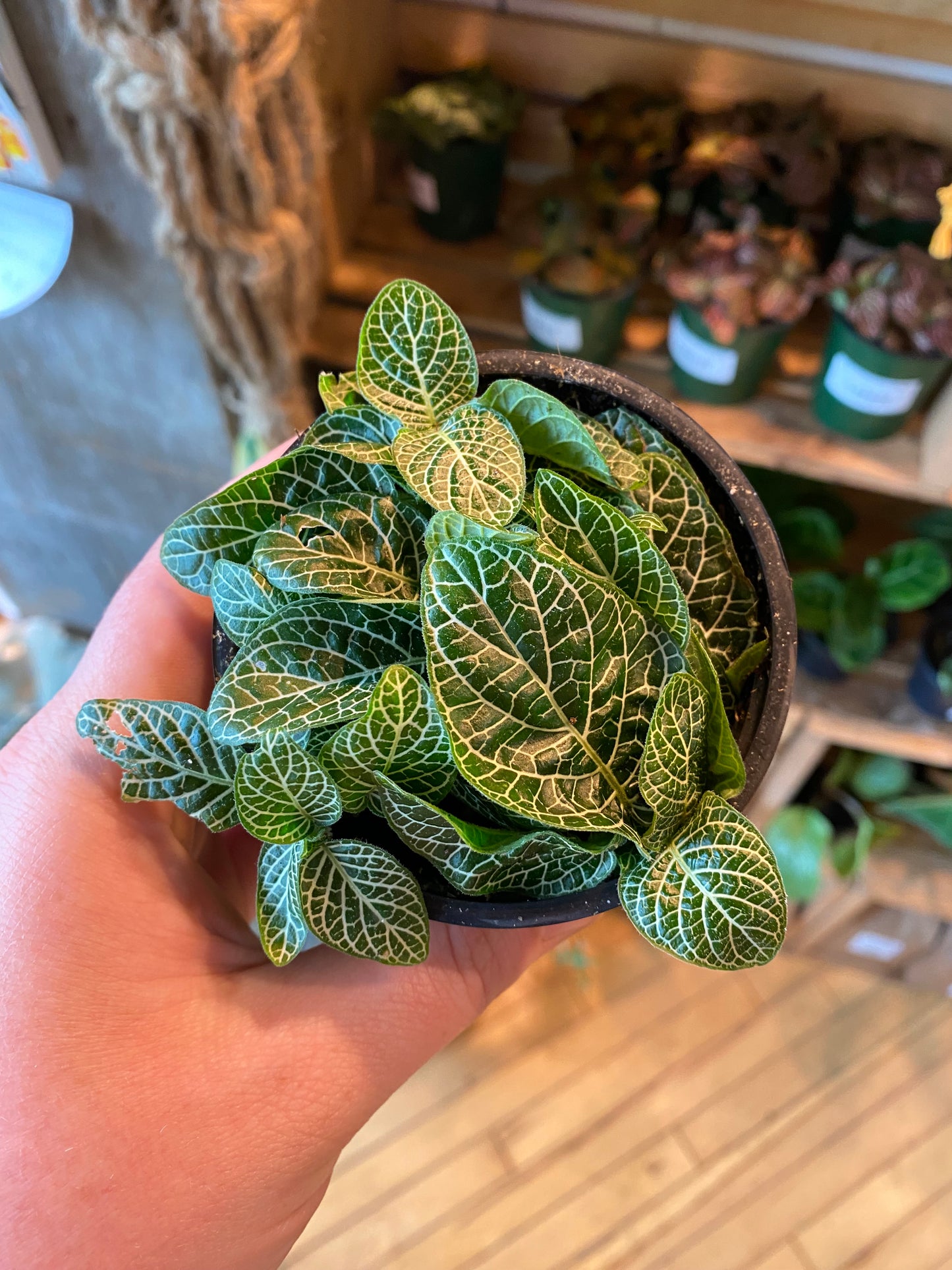 3.5" Fittonia White