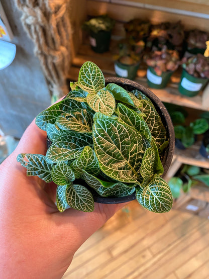 3.5" Fittonia White