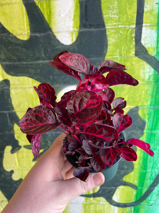 3.5" Bloodleaf Plant | Iresine Red