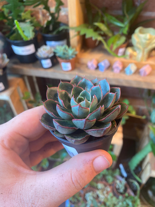 2.5" Echeveria Alita