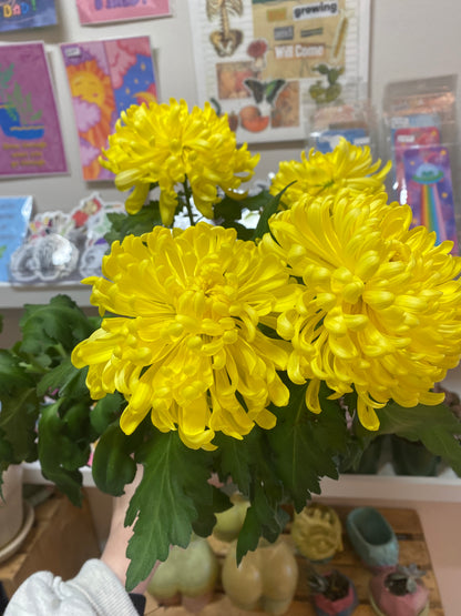 6” Yellow Chrysanthemum