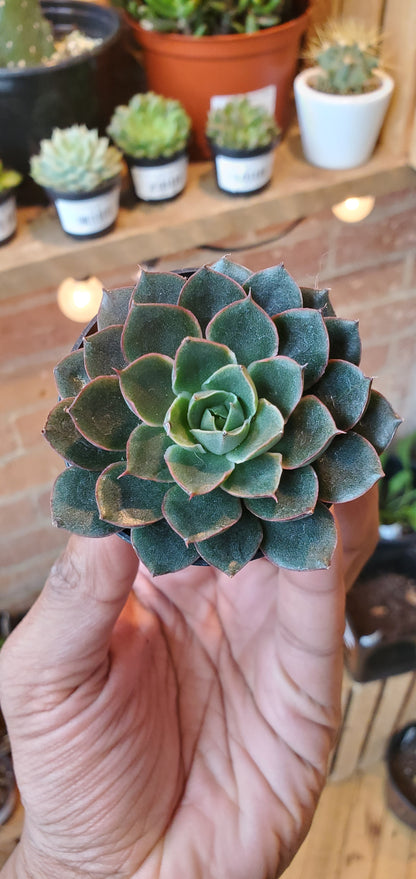 2.5" Echeveria Viva Chile