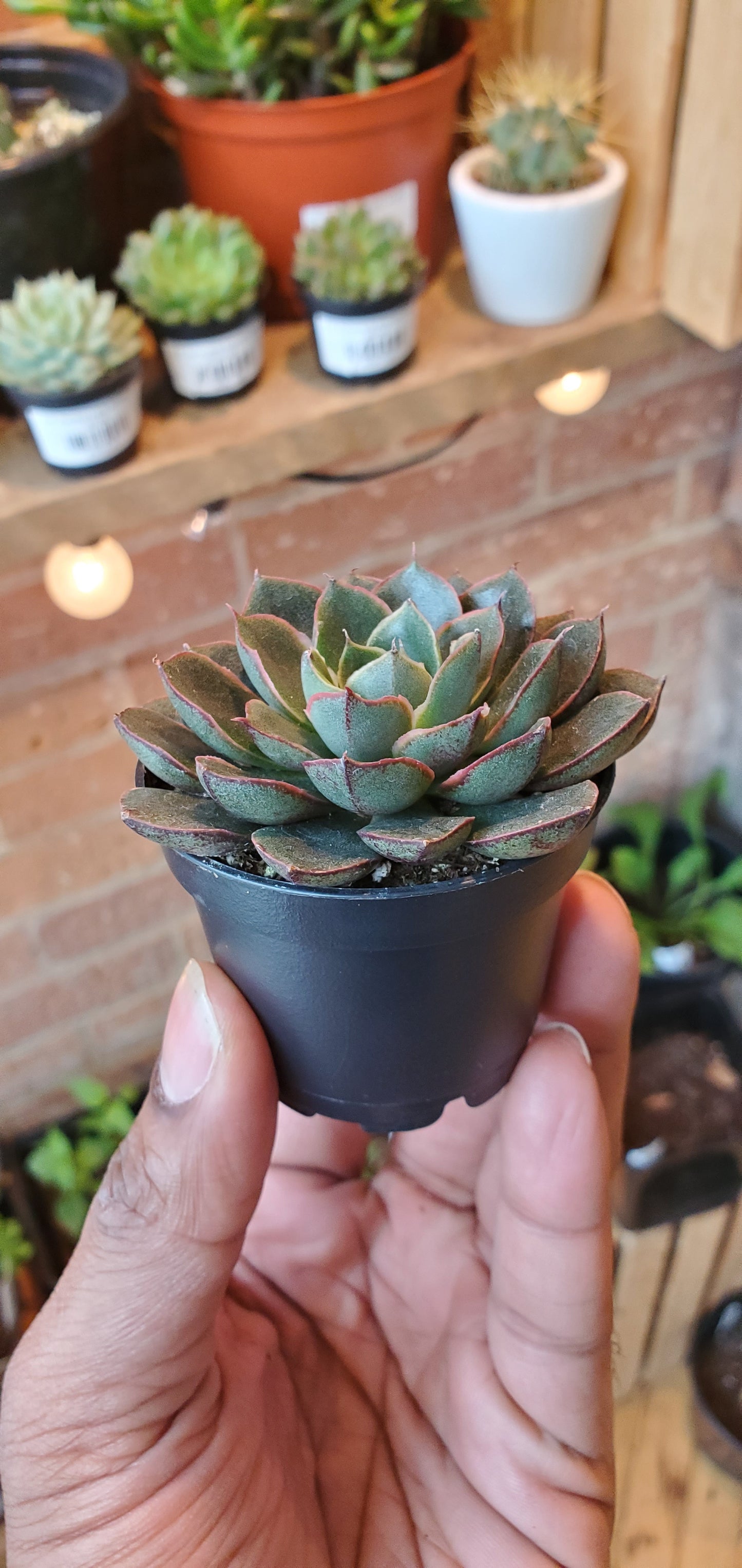 2.5" Echeveria Viva Chile