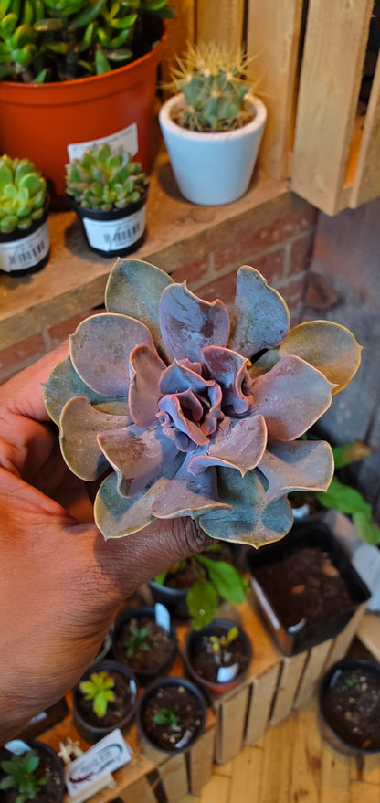 2.5" Echeveria Valkyrie