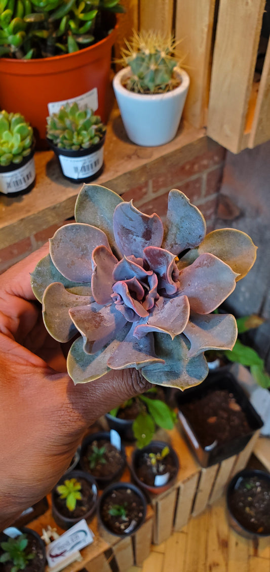 2.5" Echeveria Valkyrie