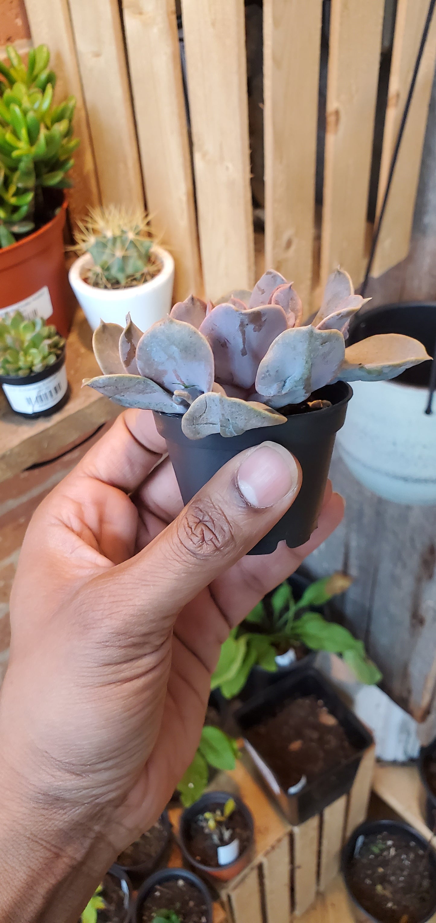 2.5" Echeveria Valkyrie