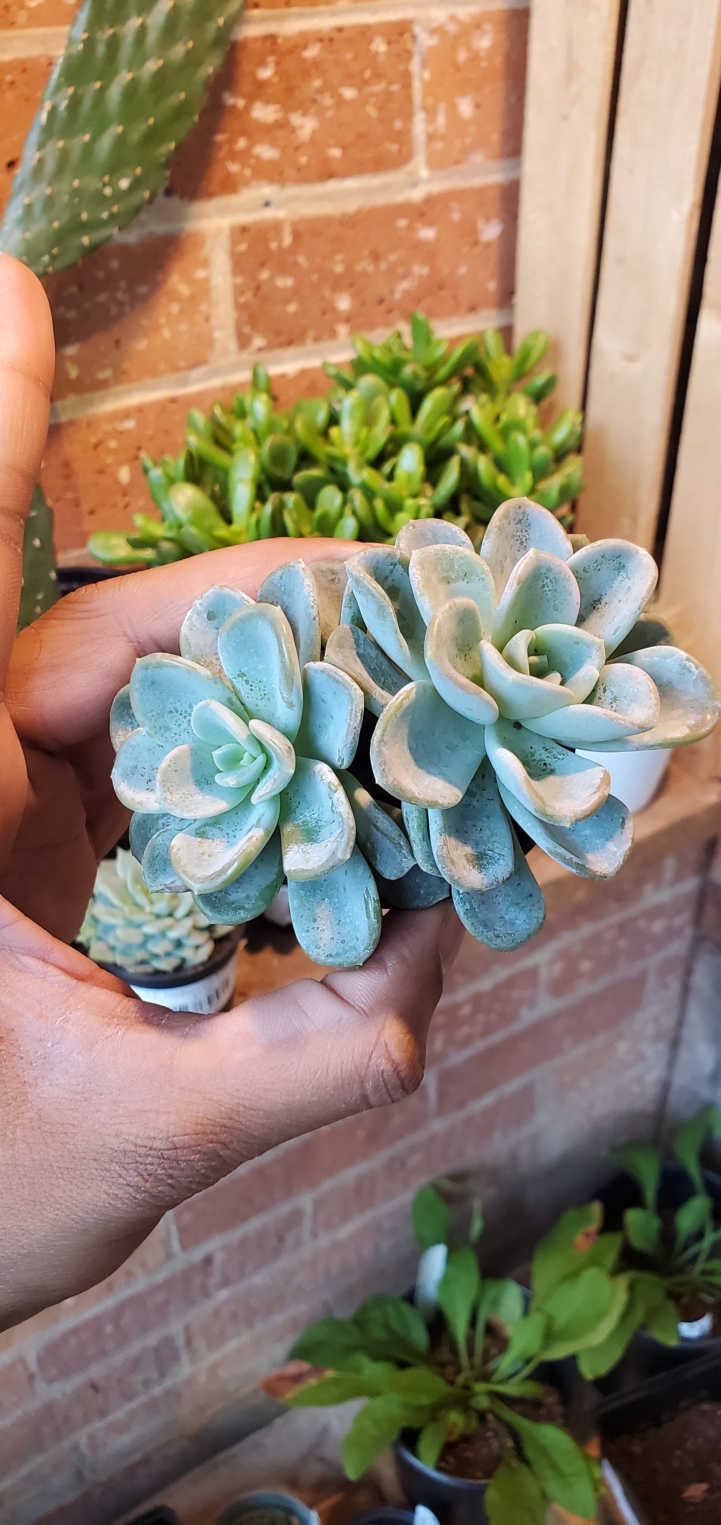 2.5” Pachyveria Orpet