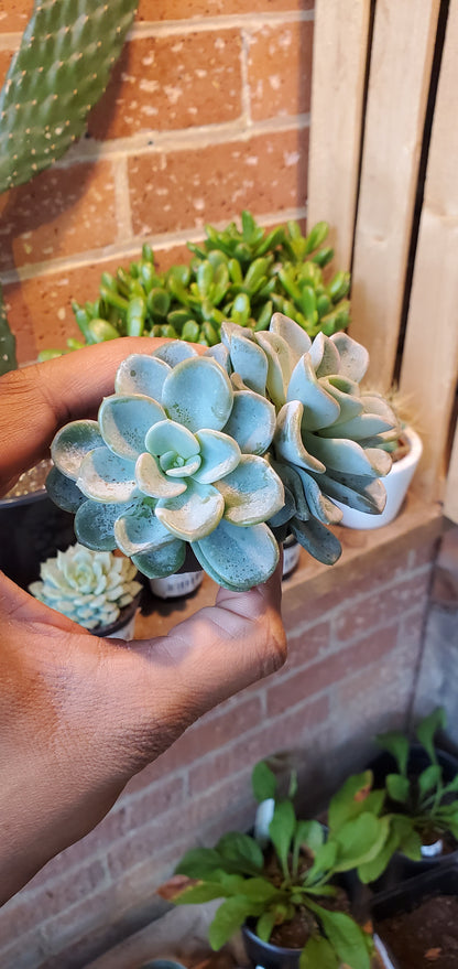 2.5” Pachyveria Orpet