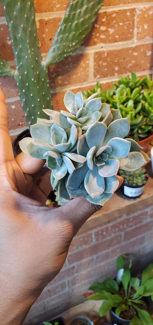 2.5” Graptopetalum Paraguayense | Ghost Plant