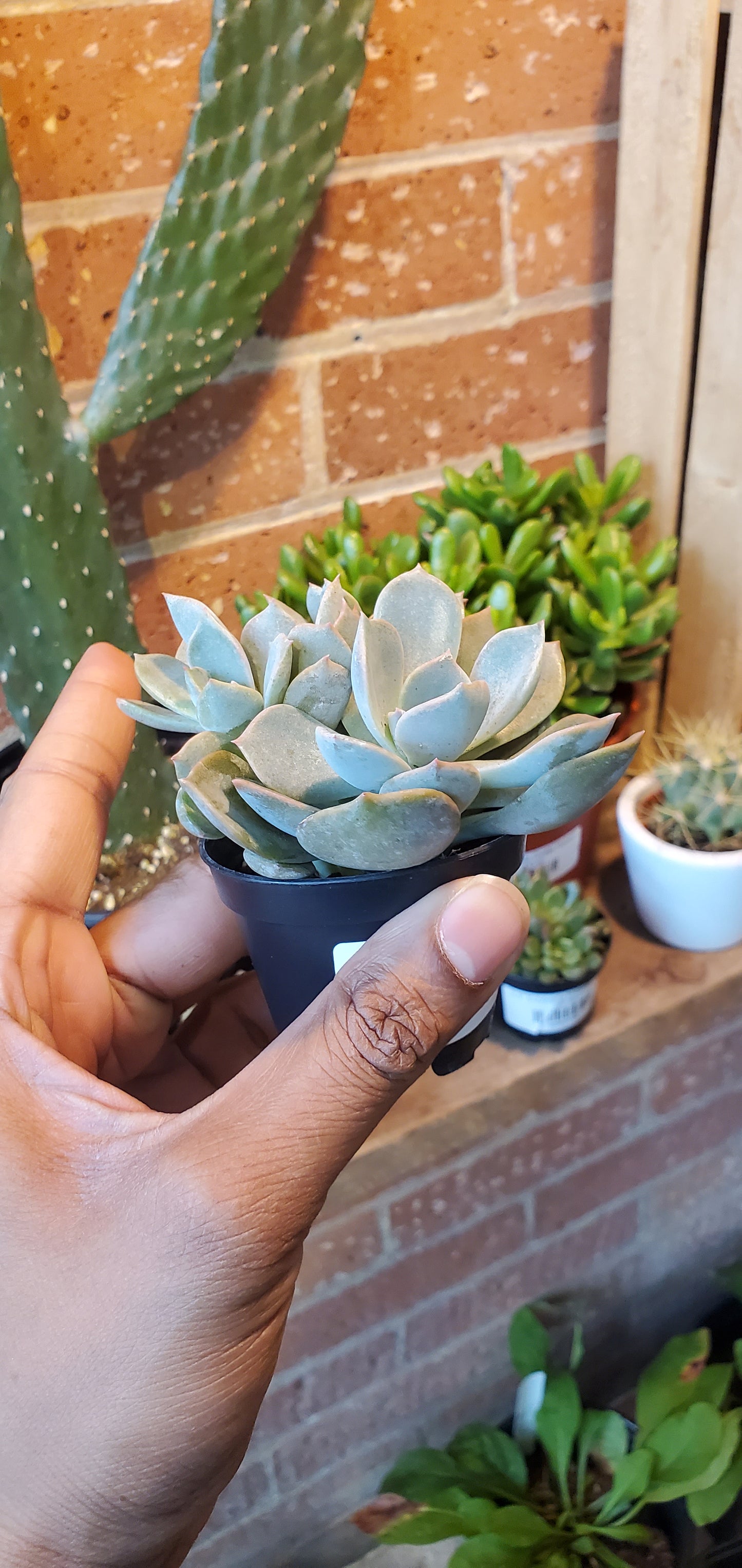 2.5” Graptopetalum Paraguayense | Ghost Plant