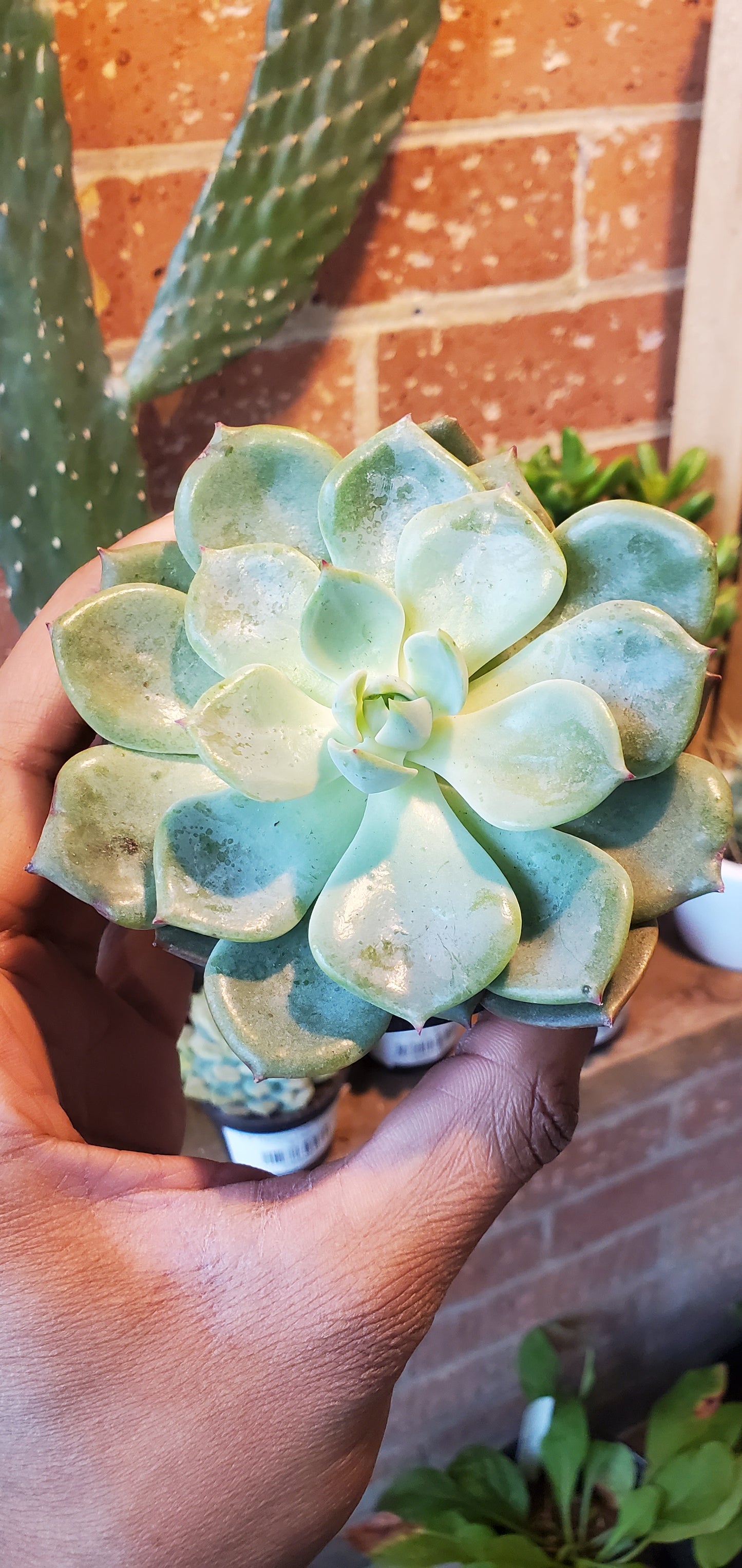 3.5" Echeveria Blue Topaz