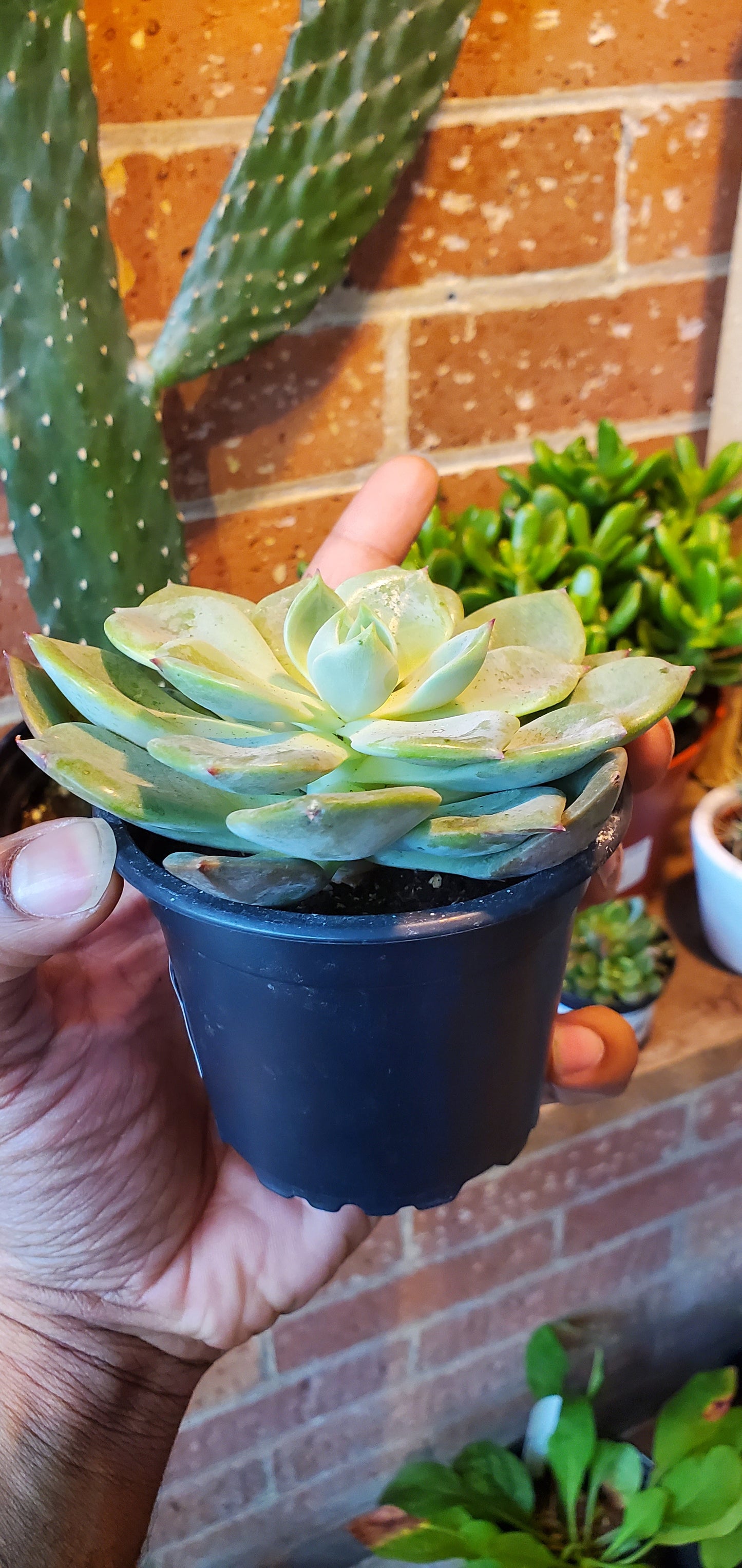 3.5" Echeveria Blue Topaz