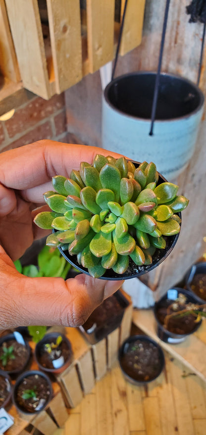 2.5" Echeveria Emerald Ripple