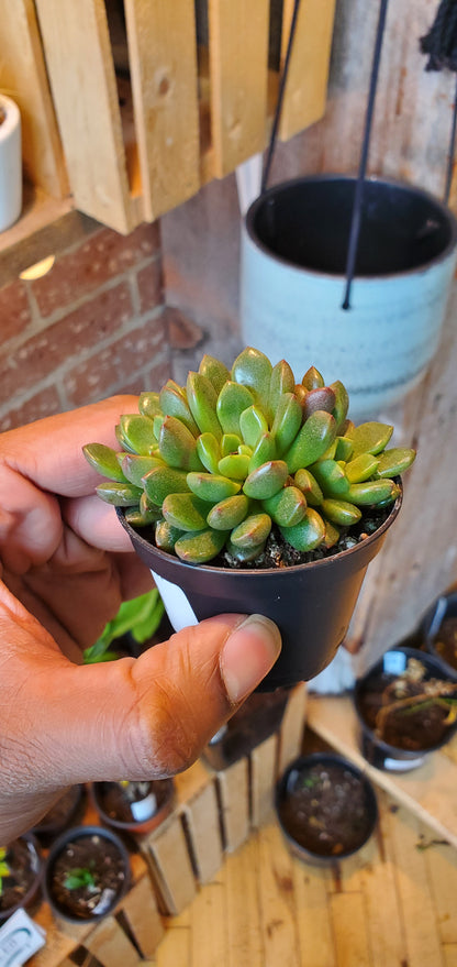 2.5" Echeveria Emerald Ripple