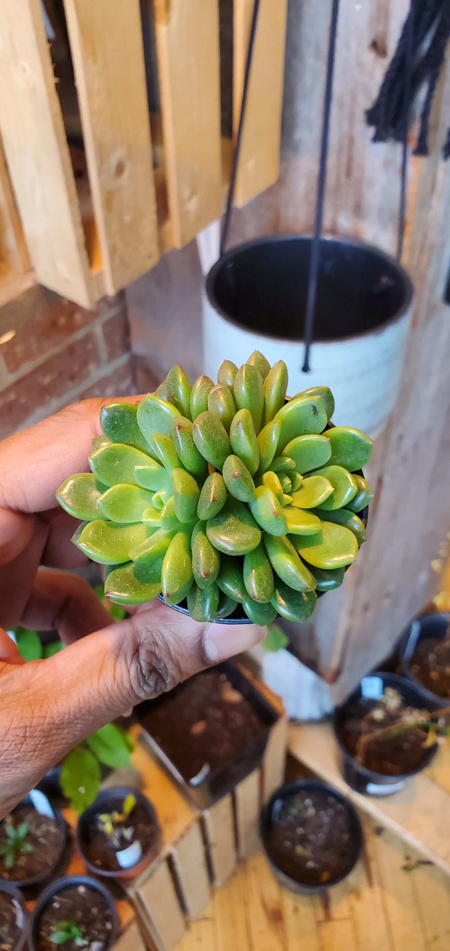 2.5" Echeveria Emerald Ripple