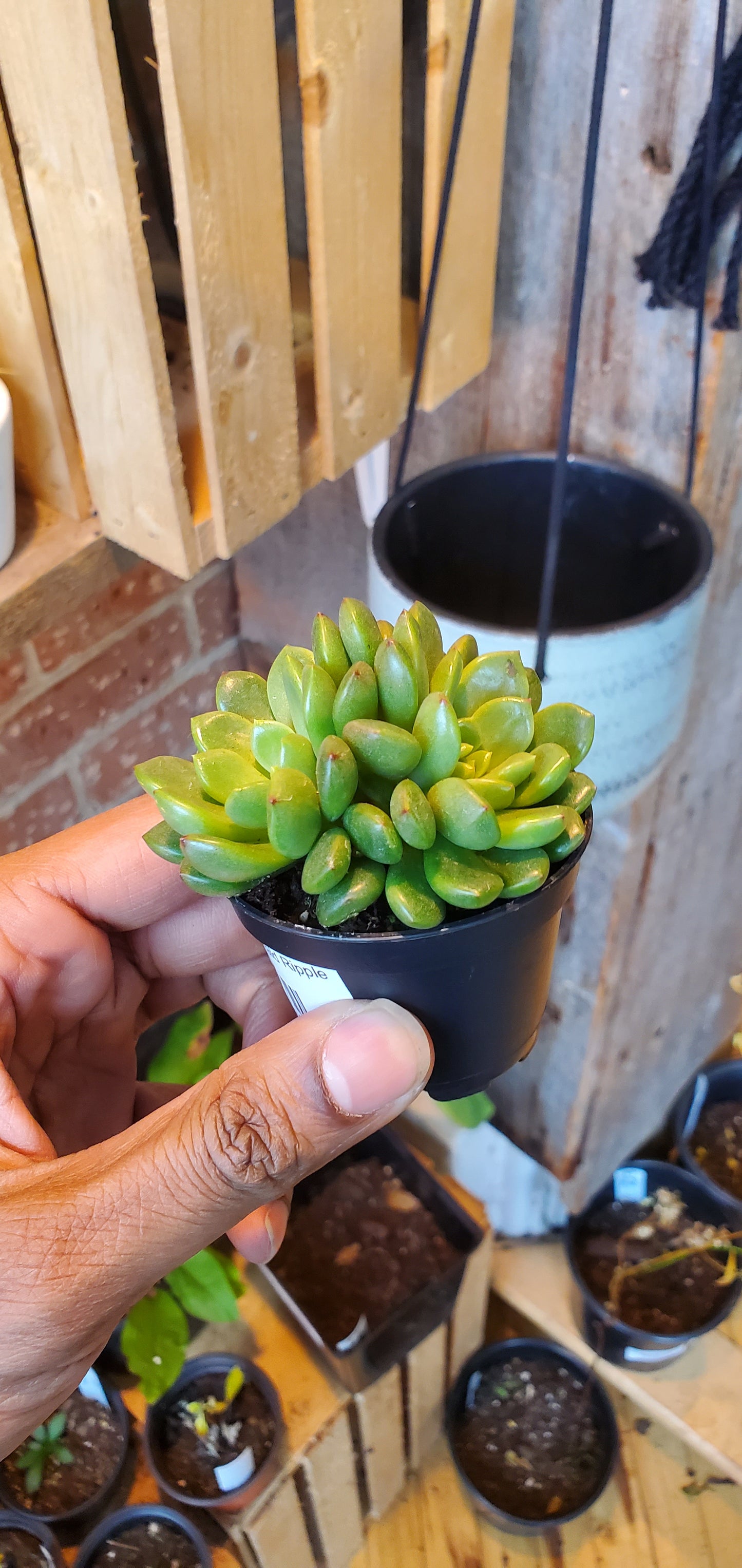 2.5" Echeveria Emerald Ripple