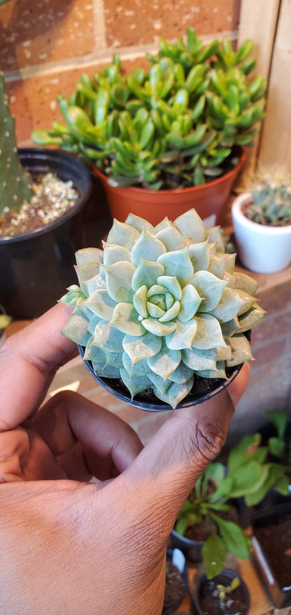 2.5" Painted Lady Echeveria