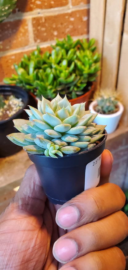 2.5" Painted Lady Echeveria