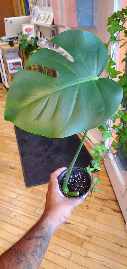 4" Monstera Deliciosa