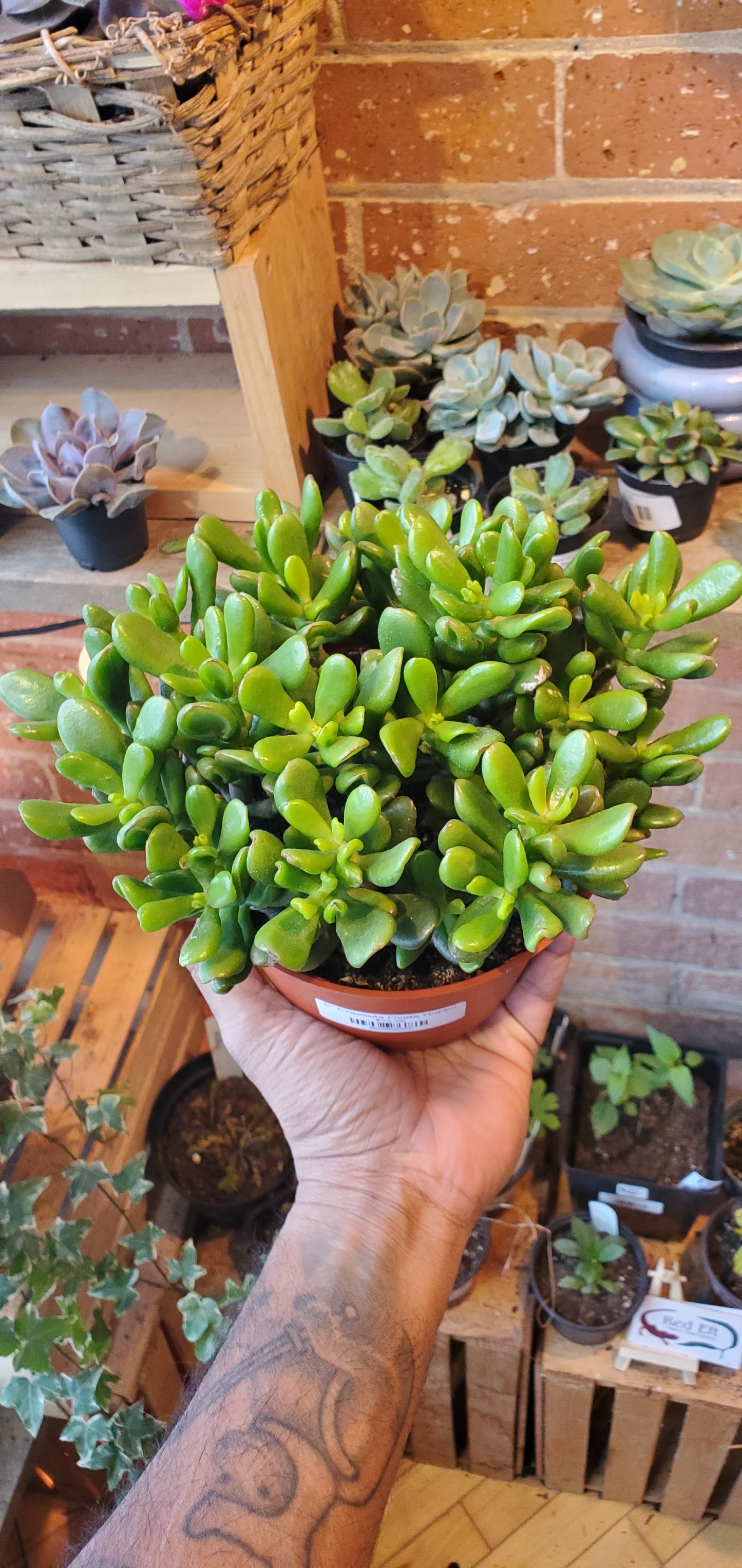 6" Crassula Ovata Hobbit