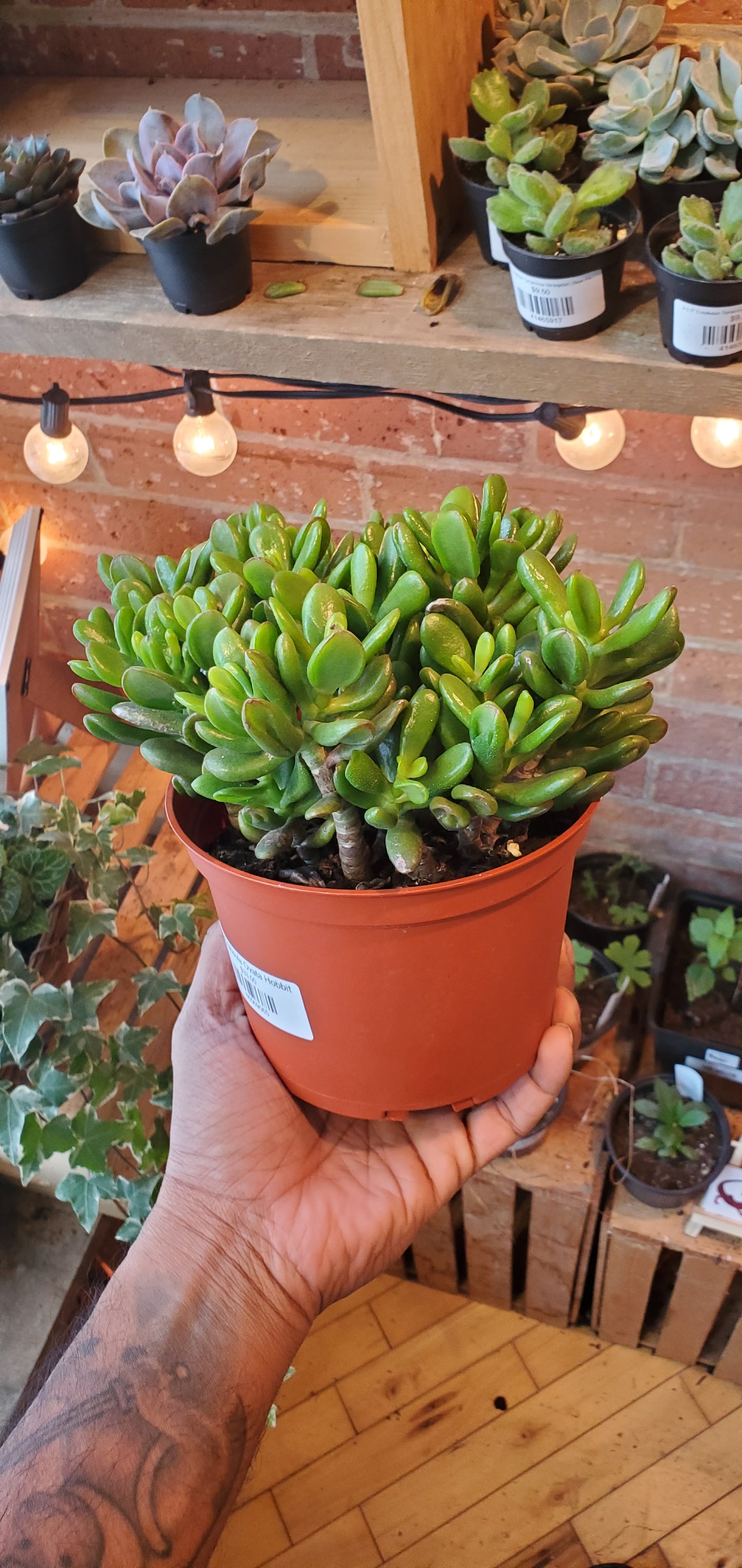 6" Crassula Ovata Hobbit