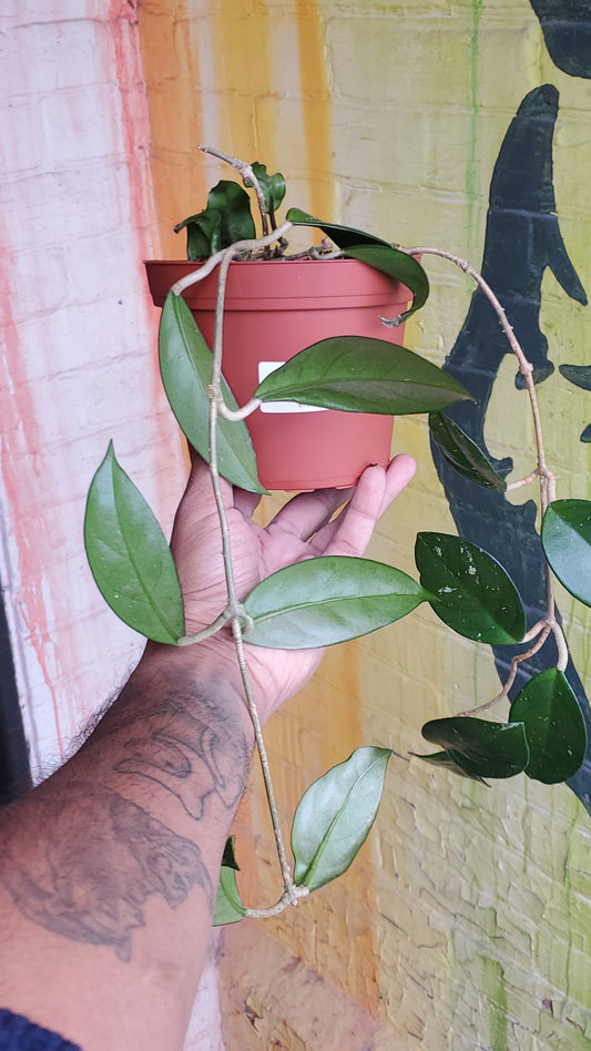 6" Hoya Carnosa