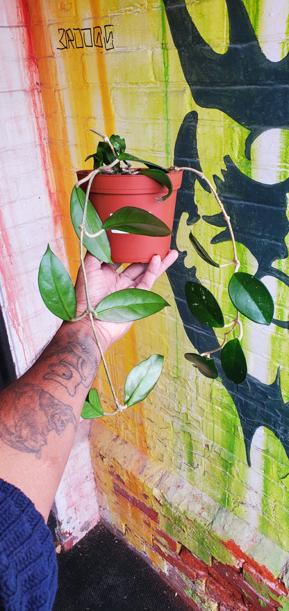 6" Hoya Carnosa