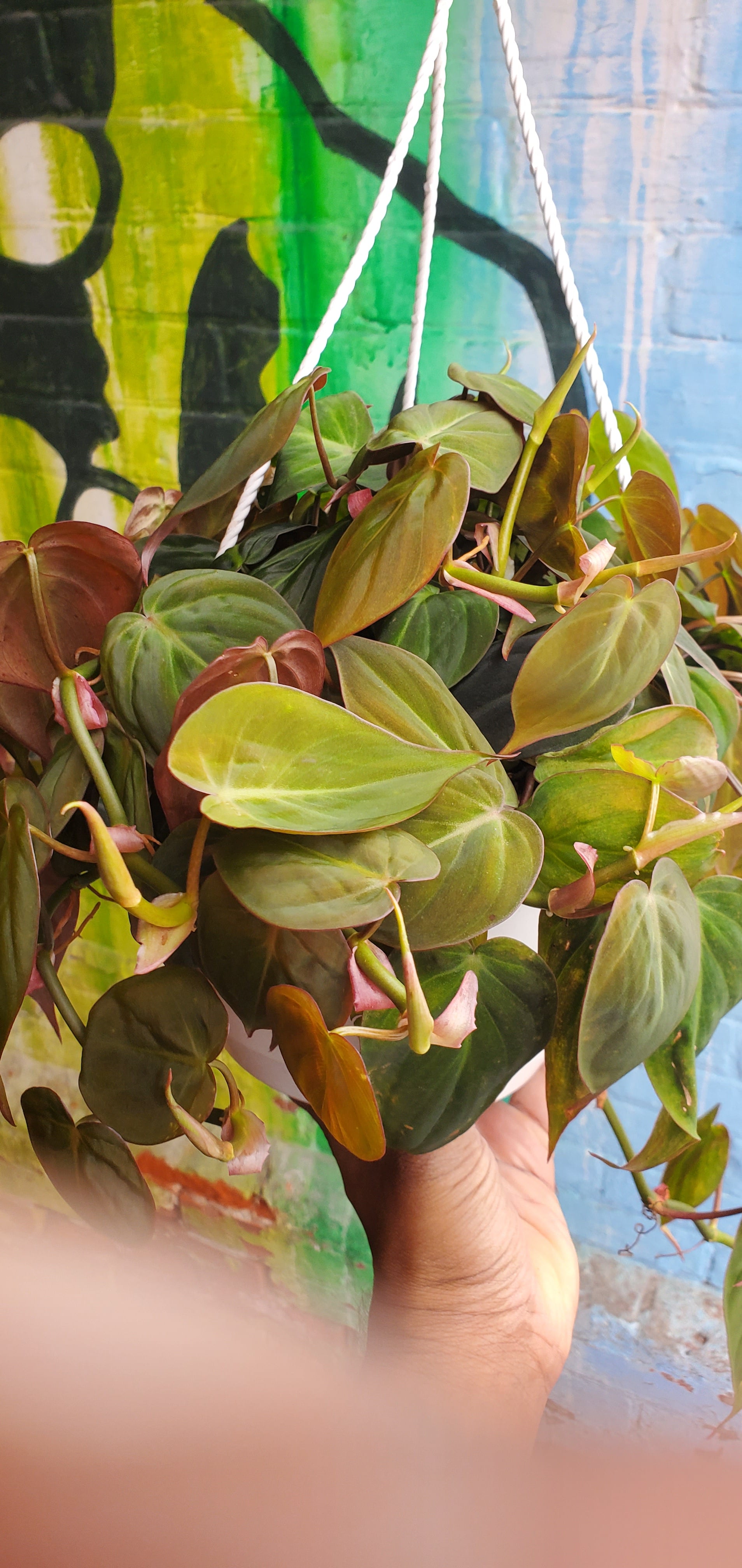 philodendron micans hanging basket 8" Philodendron Micans Hanging Basket – Plant Goals
