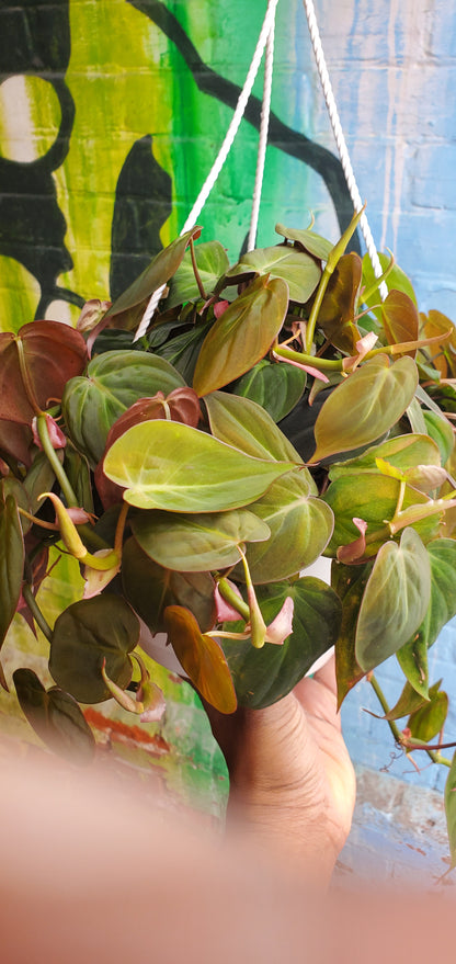 8" Philodendron Micans Hanging Basket