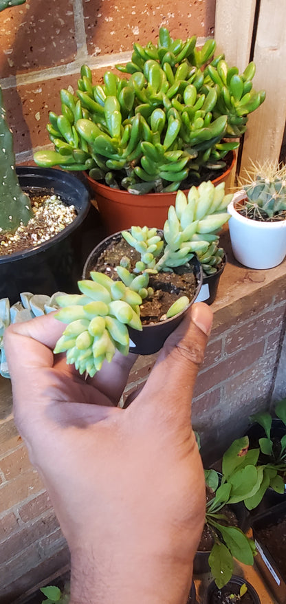 2.5" Burro's Tail | Sedum Morganianum Burro