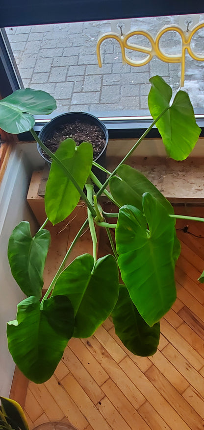 10" Philodendron Jose Buono