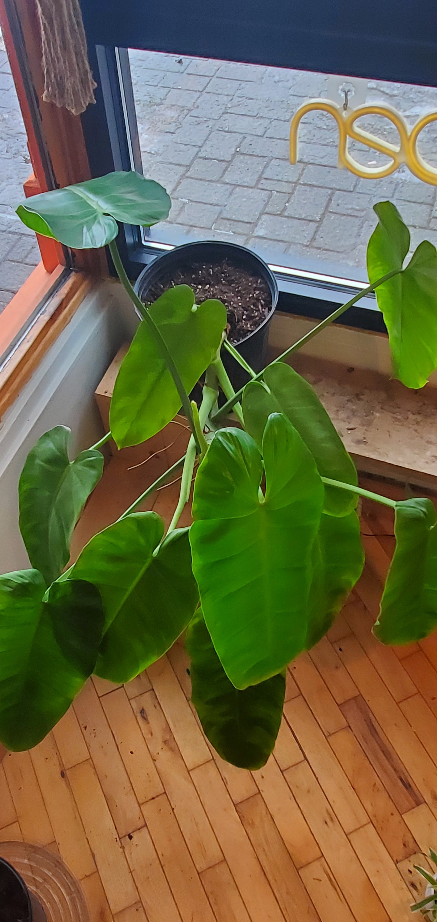 10" Philodendron Jose Buono