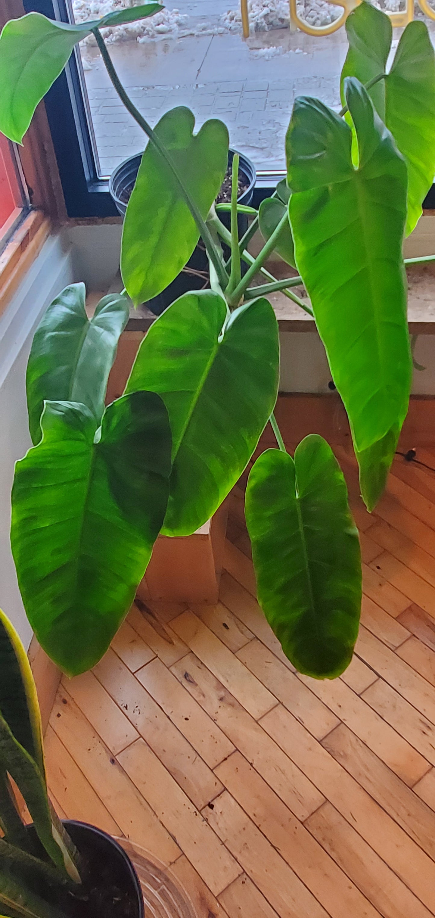 10" Philodendron Jose Buono